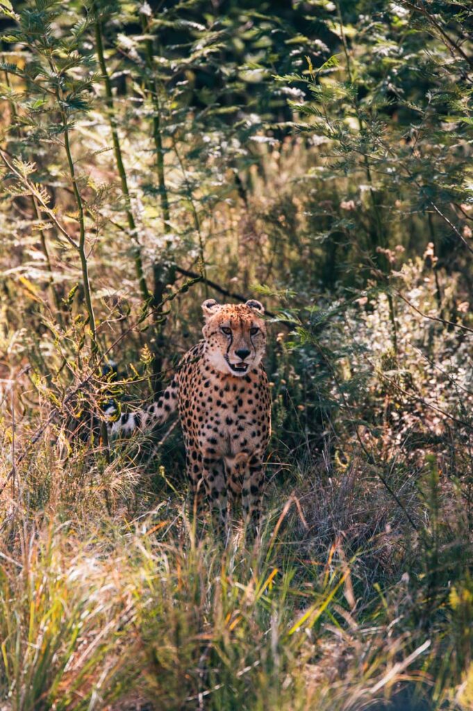 Botlierskop Gepard