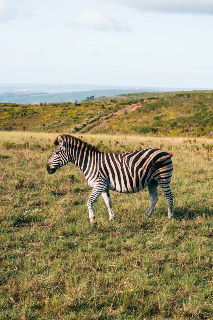 Botlierskop Zebras