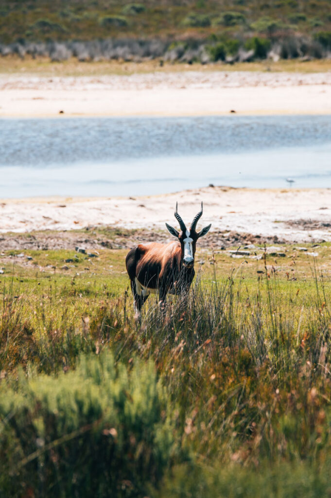 De Hoop Antilopen