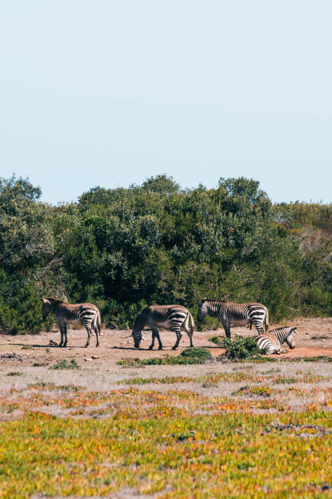 De Hoop Garden Route