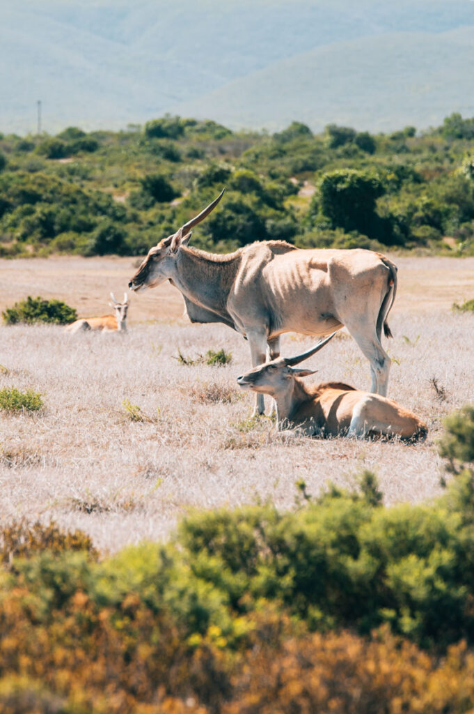 De Hoop Tiere beobachten