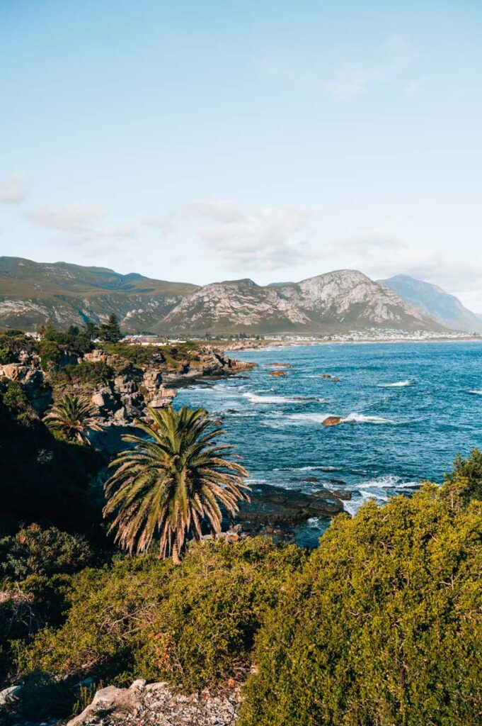 Hermanus Tipps