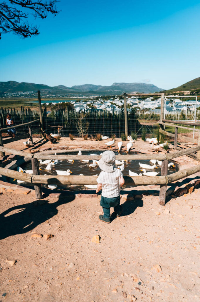 Imhoff Farm Tiere