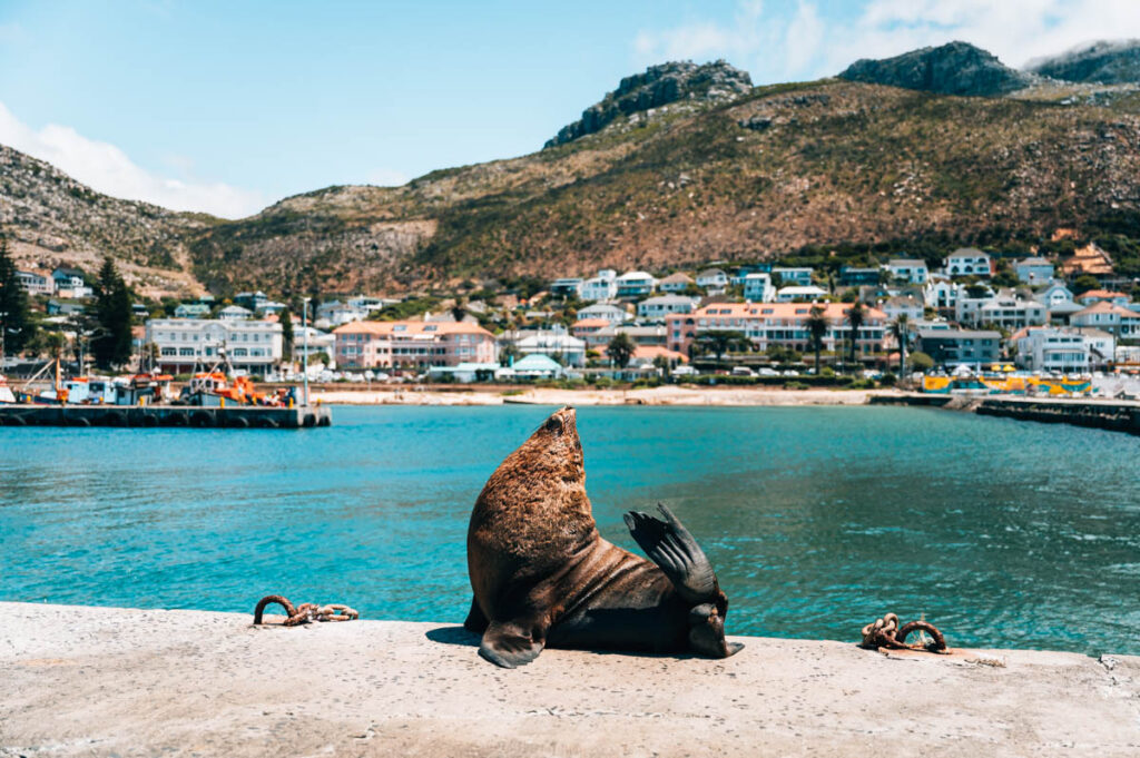 Kalk Bay Robben