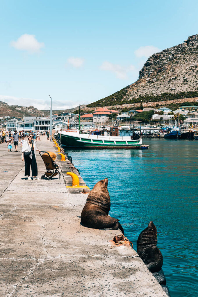Robben Kalk Bay