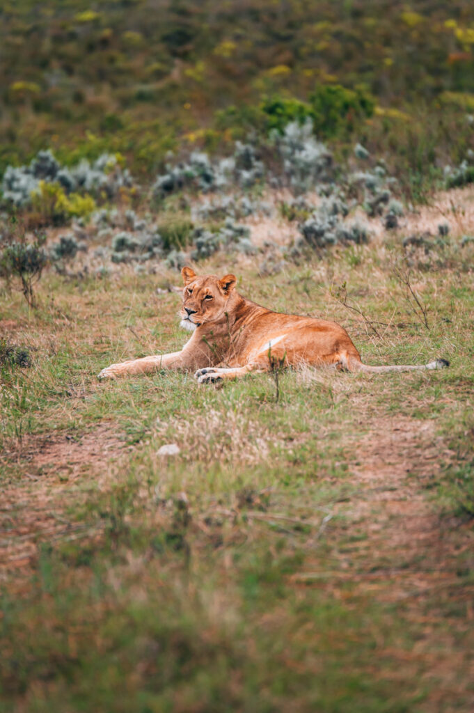 Südafrika gefährliche Tiere Sicherheit