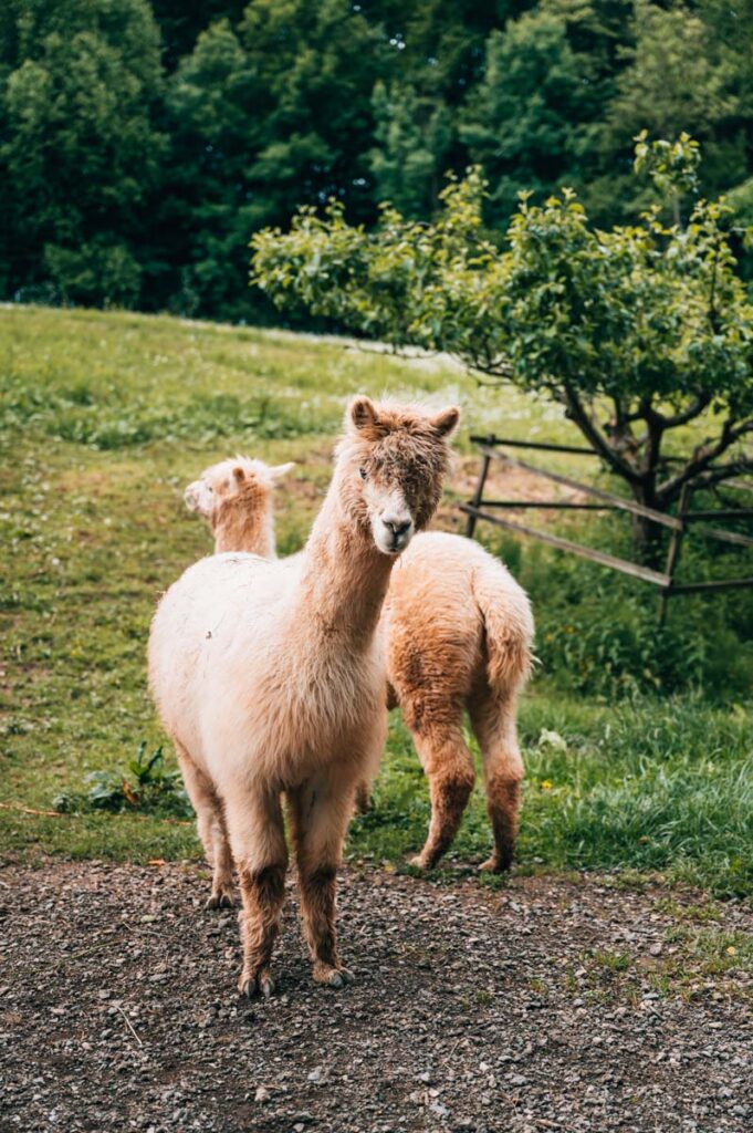 Südsteiermark Alpakas
