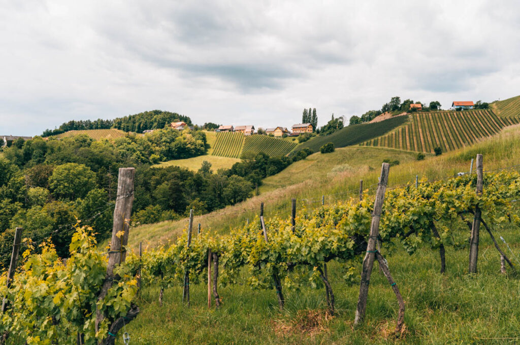 Südsteiermark kulinarische Weinberg-Wanderung
